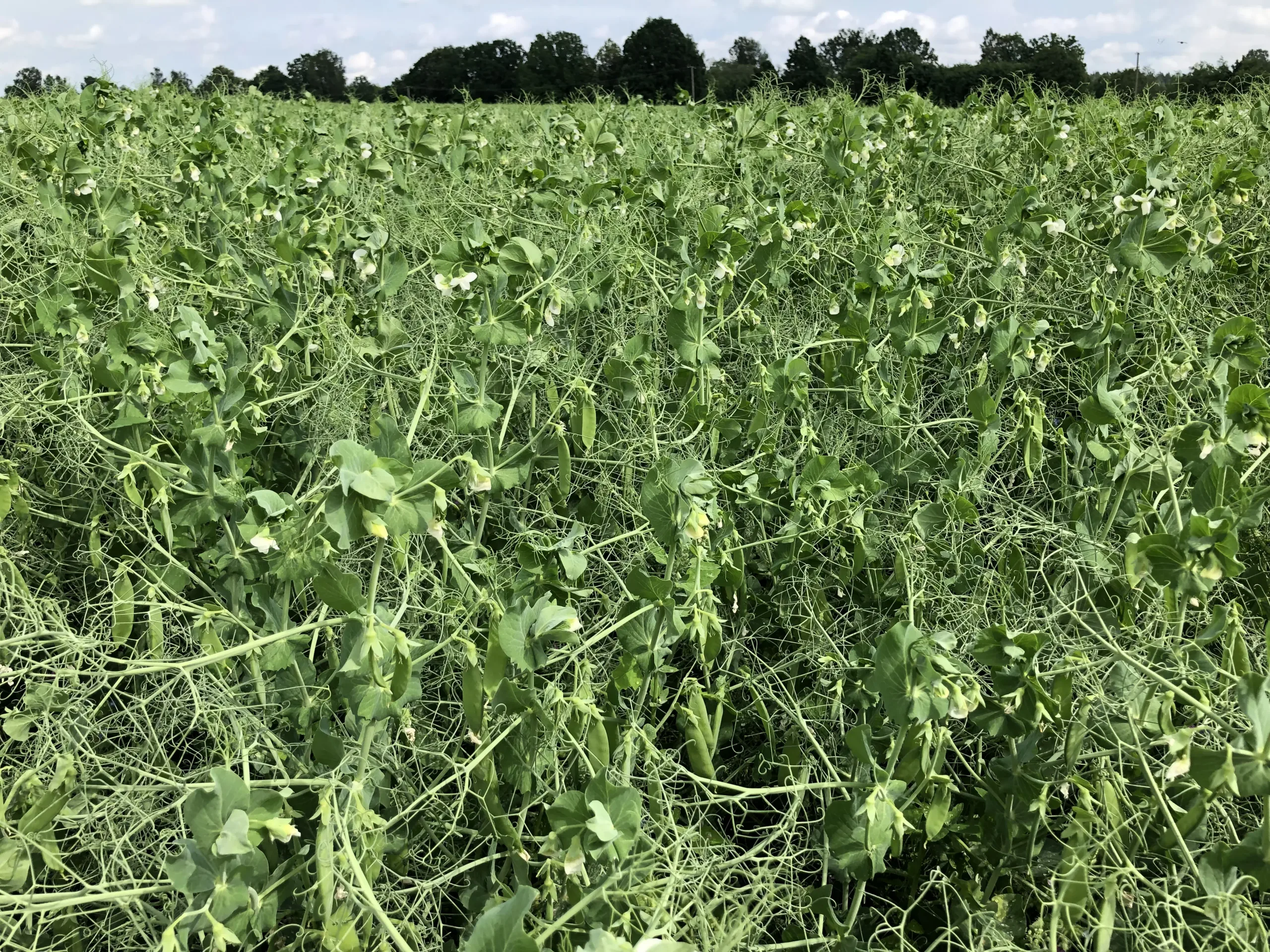 Suvivili – Hernes OSTINATO Suvivili - Hernes OSTINATO